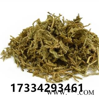 伸筋草 中草药材 舒筋草 狮子尾 伸筋藤图3