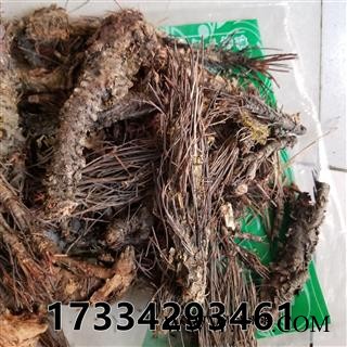 凤尾七 凤凰草 小丛红景天 凤尾草 凤凰草 香景天图3