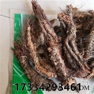 凤尾七 凤凰草 小丛红景天 凤尾草 凤凰草 香景天图2