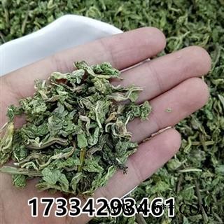 薄荷茶 薄荷茶花草茶 今年新货 薄荷茶 薄荷清凉茶图2