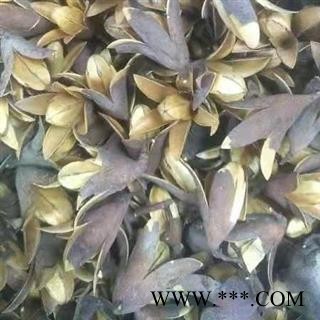 圣草康园香椿子新货四川产地直供响铃子 香椿果 椿树花图2