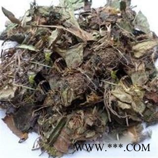 圣草康园兔耳草洪连 藏黄连 新货促销图2