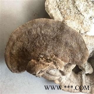 圣草康园东方栓菌 灰带栓菌图2