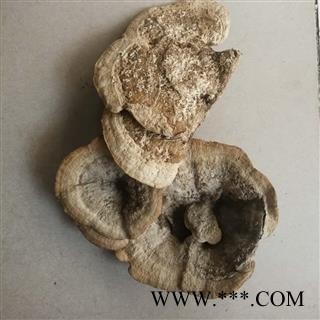 圣草康园东方栓菌 灰带栓菌图3