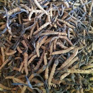 圣草康园冬虫夏草 虫草 3800条产地 西藏图2