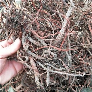 丹参个红丹参紫丹参 山西野生丹参统个 产地 山西省图2