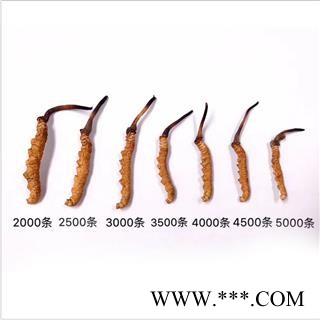 冬虫夏草 藏虫草精选2000条 产地 西藏自治区图3