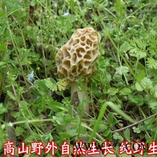 羊肚菌 秦岭优质羊肚菌 羊肚蘑 手工采摘 日晒干燥50g图4