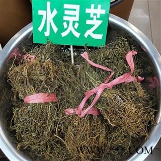 瑞森药材行供应水黄连 水灵芝 鱼胆草 青鱼胆草 四黄草图2