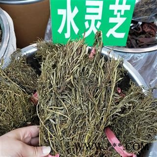 瑞森药材行供应水黄连 水灵芝 鱼胆草 青鱼胆草 四黄草图1