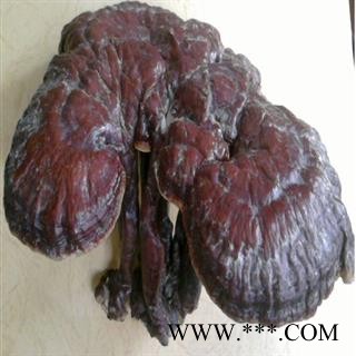 灵芝 精选 红灵芝  产地 吉林省白山市长白朝鲜族自治县图2