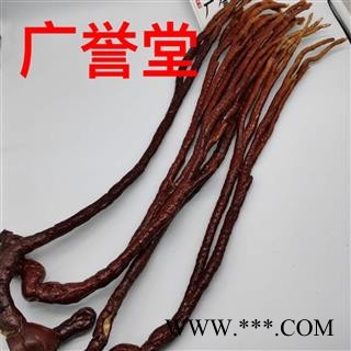 灵芝草 大统个 产地 东北图2