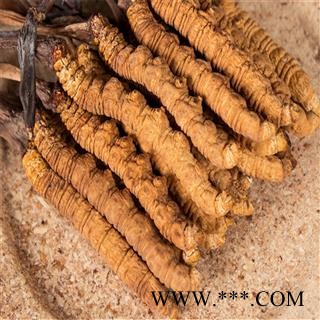 冬虫夏草 藏虫草选4000条 产地 西藏自治区那曲地区聂荣县图2