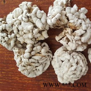 圣草康园雪莲 雪莲菌新货颜色好图1