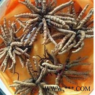 冬虫夏草 藏虫草精选4000条 色泽金黄,气味香浓 全干好货 .真正高品质藏草!!!非常适合自用和送礼以及高端滋补店销售!图3