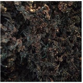 海藻 统 正品  产地 福建省图2