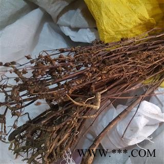 圣草康园藏茵陈 贾斗 孟根地格图图2