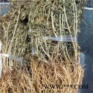 圣草康园水灵芝 水黄连图2