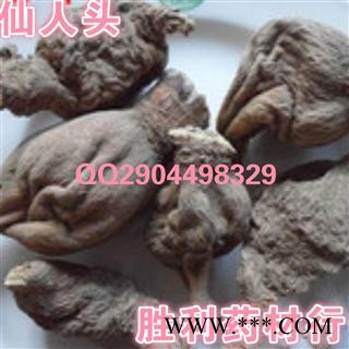 圣草康园山萝卜 枯萝卜仙人头,仙人草、萝卜壳,气萝卜,仙人骨,地空,地骷髅图2