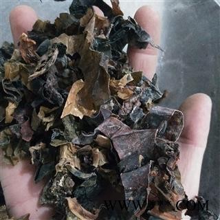 新到昆布水洗选货干净无杂质实物拍摄图3