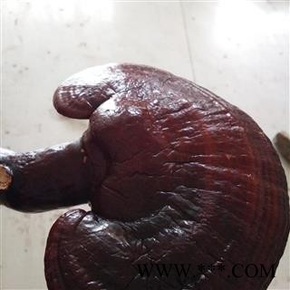 木灵芝 山东家种赤灵芝长片统片 产地 山东省聊城市冠县图2