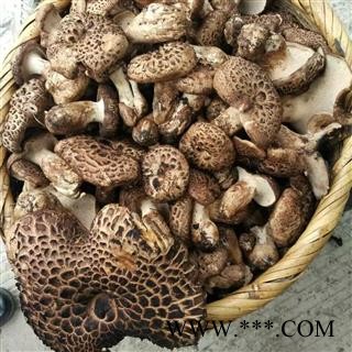 大虎掌菌 选 产地 甘孜 买好货 选君辉药材  全品类药材一站购齐图2