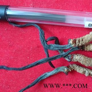 冬虫夏草 2000条 产地 西藏那曲地区，纯正品，假一赔十图2