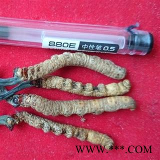 冬虫夏草 2000条 产地 西藏那曲地区，纯正品，假一赔十图3