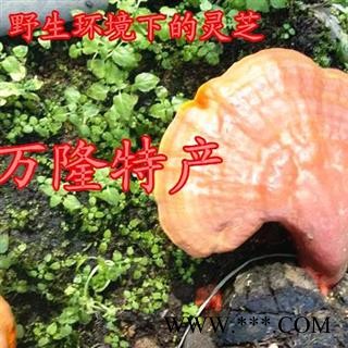 灵芝孢子粉 破壁灵芝孢子粉，产地直供假一赔十 产地 吉林省白山市抚松县图3