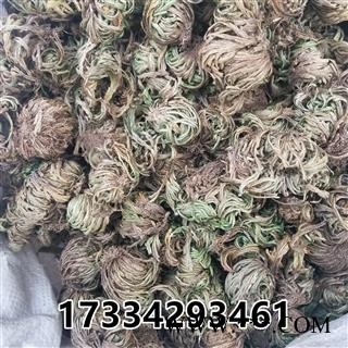 卷柏 九死还魂草 石柏 岩柏草 黄疸卷柏图2