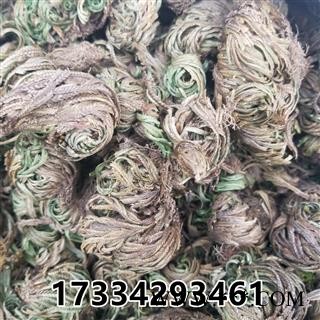 卷柏 九死还魂草 石柏 岩柏草 黄疸卷柏图4