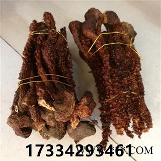 草苁蓉 不老草 新货 无污染图2