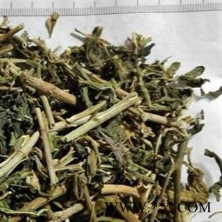 圣草康园长春花 常春花  长椿花 日日新 雁来红 日日春 日日草 三万花 四时春 时钟花图2