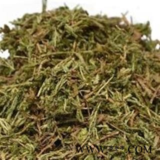 圣草康园石上柏  深绿卷柏 地侧柏 梭罗草 地梭罗 金龙草 龙鳞草图2