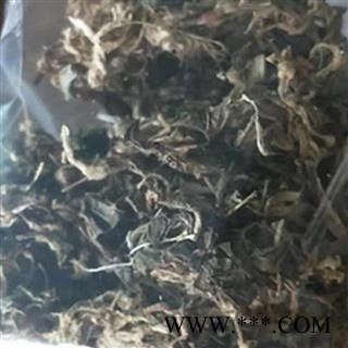 圣草康园金线莲 虎头蕉金线莲量大从优图2