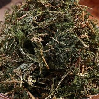 圣草康园翠云草   蓝草 剑柏 蓝地柏 地柏叶 伸脚草 绿绒草 烂皮蛇图1