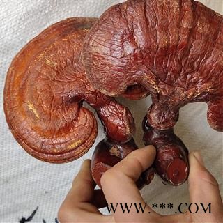 灵芝 西藏野生白心灵芝大选个 产地 内蒙古自治区乌海市图2