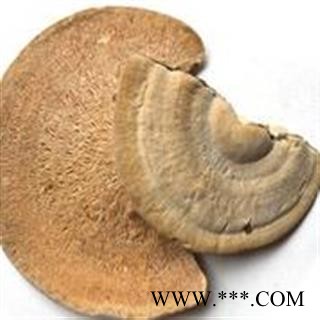 瑞森药材行东方栓菌 灰带栓菌图2