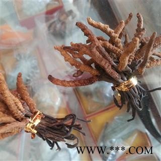 圣草康园冬虫夏草 冬虫草 青海虫草5000条 产地 青海省图2