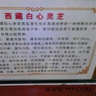 圣草康园中药材  白心灵芝 西藏白心图4