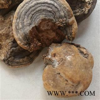 灵芝  裂蹄层孔菌图2