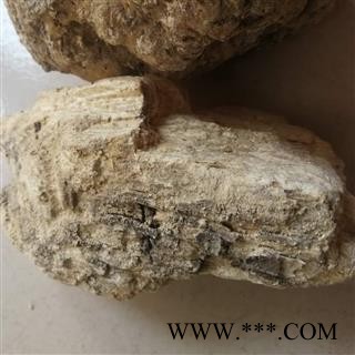 苦白蹄  白灵芝 玉芝、阿里红 落叶松茸 药用层孔菌图2