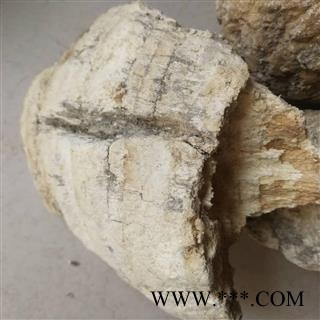 苦白蹄  白灵芝 玉芝、阿里红 落叶松茸 药用层孔菌图3