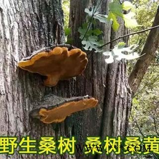 西藏纯野生桑树桑黄精选个大好货【常年批发,品种齐全】图4