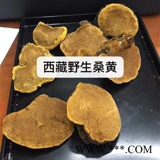 西藏纯野生桑树桑黄精选个大好货【常年批发,品种齐全】图2