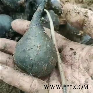 【满包邮】野生乌灵参 干货个大  无硫正品【专业批发 品种齐全】图4