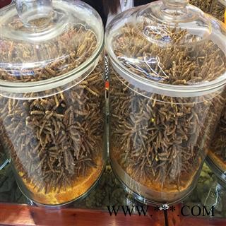 冬虫夏草、虫草精选4000条一公斤、产地西藏自治区那曲地区图4