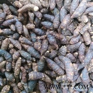 香附个 好统货 产地 山东省枣庄市薛城区 大货批发价图2