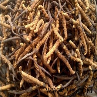 冬虫夏草，虫草，虫草可以联系15843052935图3