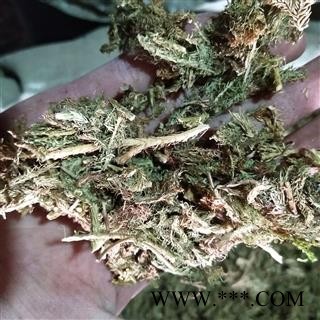 伸筋草 伸筋草绿色统段 产地 江西省图3